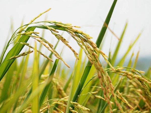 The importance of the rice milling process to the rice processing industry